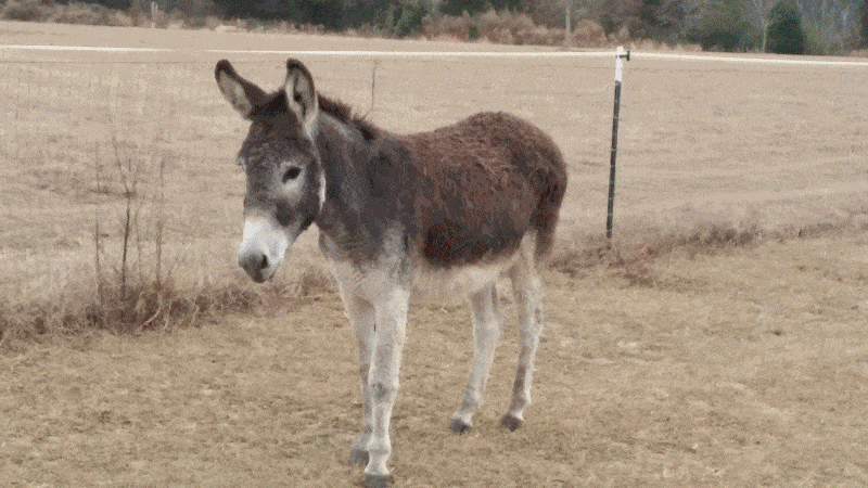 Sponsor Curly Second Chances Equine Rescue