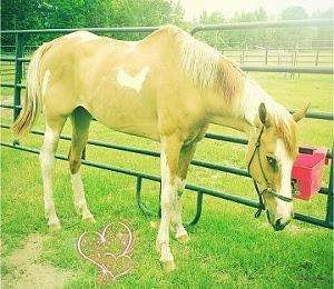 Cheyenne cheyenne-rescue-horse-second-chances-equine.jpg