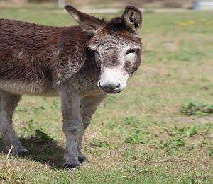 Curly curly-rescue-burro-second-chances-equine.jpg