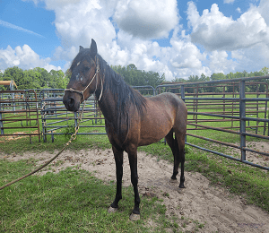Cain Cain mustang gelding Second Chances Equine Rescue