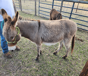 Chacha Sponsor ChaCha