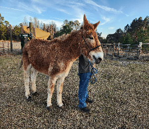 Duke Duke sanctuary mule Second Chances Equine Rescue