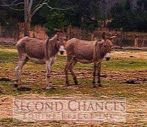 Natasha & Boris Sponsor Boris