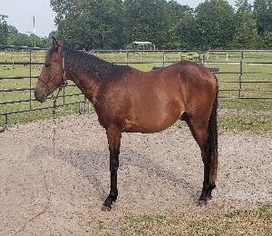 Pansy's Stylish Jewel